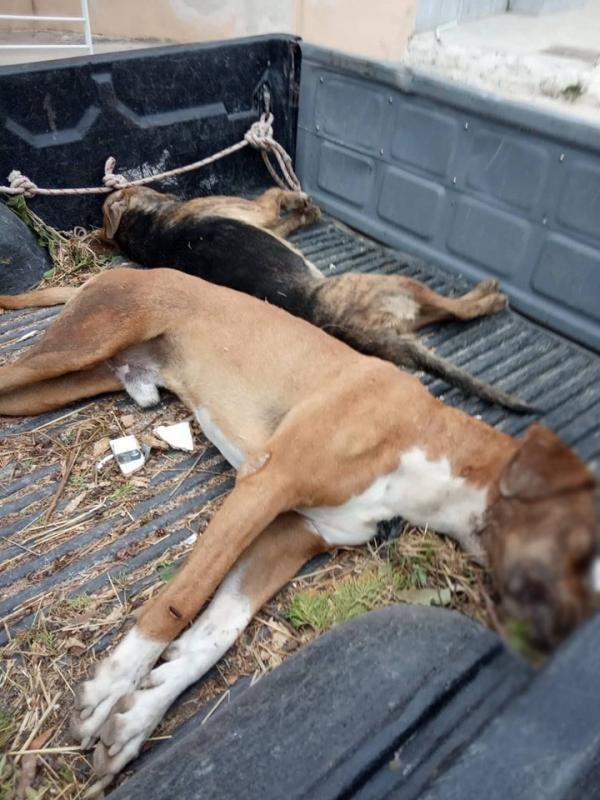 skylos2 | Lamianow.gr