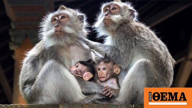 Μακάκοι στο Γιβραλτάρ τρώνε χώμα για να αντιμετωπίσουν τις επιπτώσεις του… junk food από τουρίστες