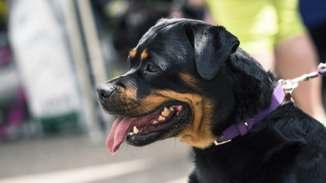 Ροτβάιλερ επιτέθηκε και τραυμάτισε πολίτη στην Καλαμάτα Ροτβάιλερ επιτέθηκε και τραυμάτισε πολίτη στην Καλαμάτα