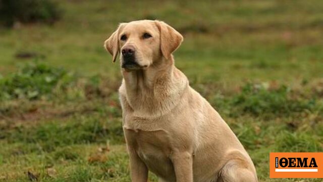 Την τραυμάτισε, σκότωσε το σκυλί της και εγκατέλειψε το σημείο