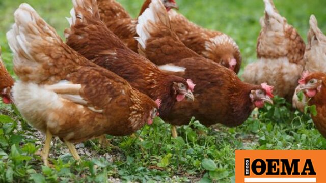 Ο καύσωνας σκότωσε εκατοντάδες χιλιάδες πουλερικά στη Γαλλία, εξετάζονται ταφές εντός των φαρμών