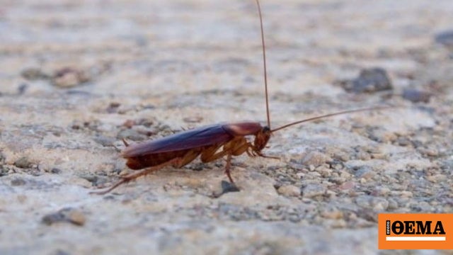 Γυναίκα σκοτώθηκε προσπαθώντας να γλιτώσει από φωτιά που έβαλε γειτόνισσα για να σκοτώσει κατσαρίδα