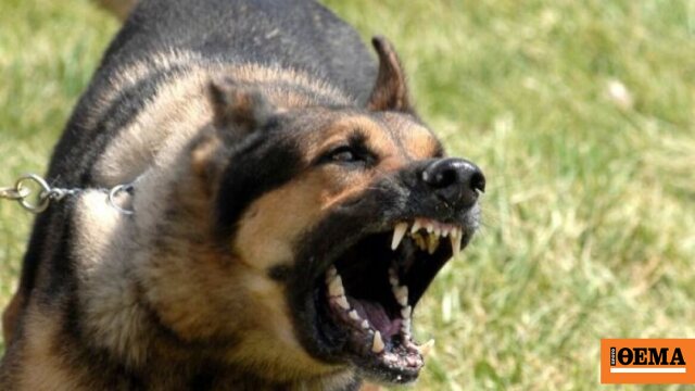 Η πρώτη συστηματική καταγραφή δαγκωμάτων από σκύλους στην Ελλάδα από τον ΕΟΔΥ