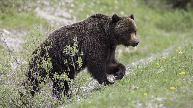 Καναδάς: Αρκούδα επιτέθηκε σε ομάδα μαθητών στα δυτικά της χώρας