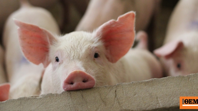 Συνελήφθη 18χρονος που έκλεψε επτά γουρούνια στην Κρήτη