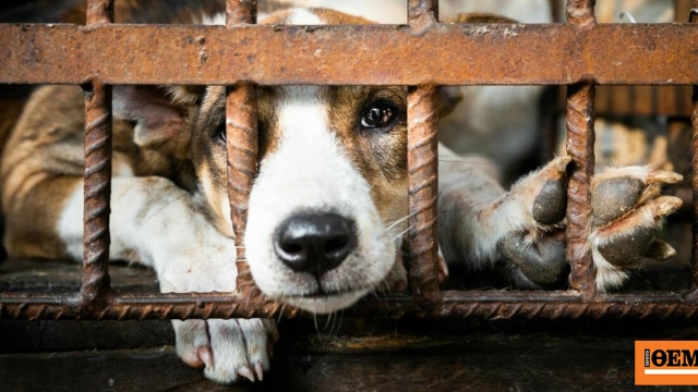 Η πόλη της Τζακάρτα απαγόρευσε την κατανάλωση κρέατος σκύλων και γατών