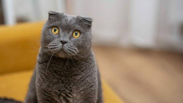Scottish Folds: Τι πρέπει να ξέρετε για αυτές τις γάτες με την παράξενη ...
