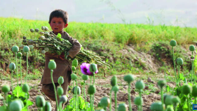 Οι Αμερικανοί «βομβάρδισαν» τη χώρα με δισεκατομμύρια σπόρους παπαρούνας για να πλήξουν το εμπόριο ηρωίνης