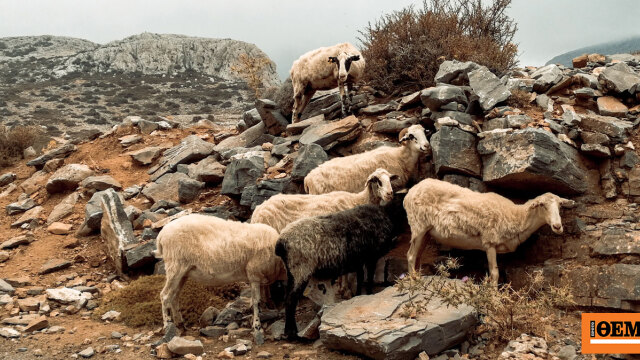 Η σημασία τους, ποιες και πόσες είναι, με τι ποσά επιδοτούνται