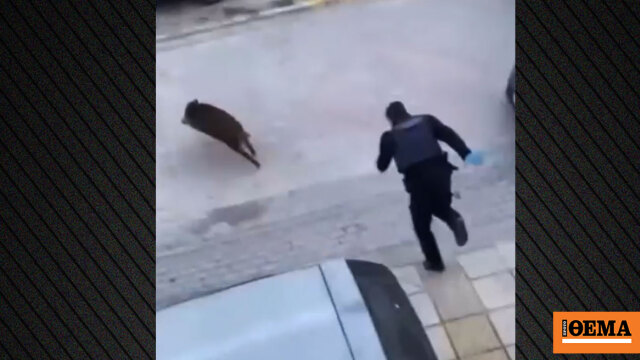 Αστυνομικοί κυνηγούσαν αγριογούρουνο στον Εύοσμο, δείτε βίντεο