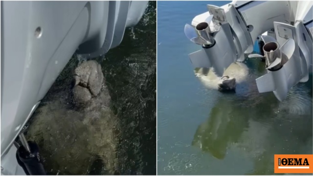 Μανάτος έκανε «στάση για νερό» σε αστυνομικό σκάφος στη Φλόριντα – Το βίντεο που έγινε viral