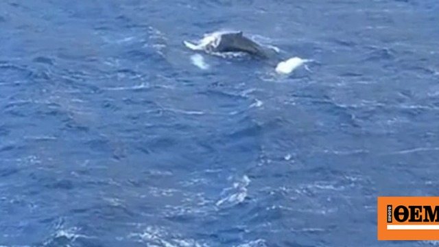 Φάλαινα έκανε την εμφάνισή της στον κόλπο των Αργινώντων, δείτε βίντεο