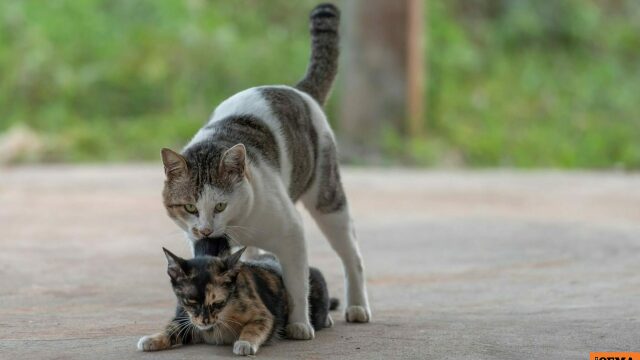 58χρονη είχε 23 γάτες σε άθλιες συνθήκες στη Σητεία