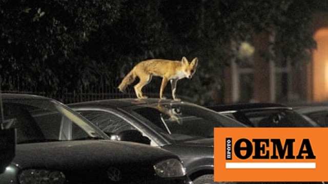 Μικρή αλεπού βρέθηκε βαριά τραυματισμένη στην Κυψέλη Μικρή αλεπού βρέθηκε βαριά τραυματισμένη στην Κυψέλη