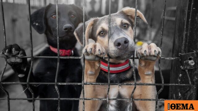 Απαγορεύεται η σίτιση αδέσποτων σκύλων στην Κωνσταντινούπολη με απόφαση της νομαρχίας