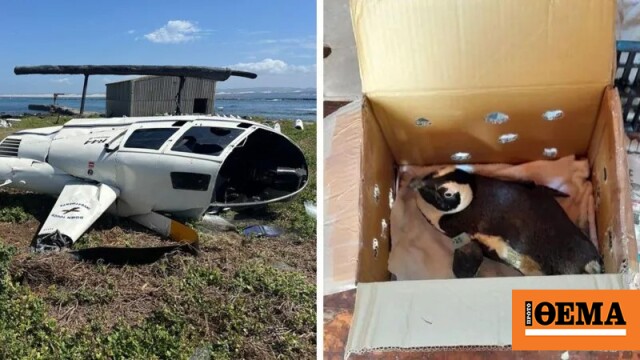 Ένας πιγκουίνος που ξέφυγε από το κουτί του προκάλεσε πτώση ελικοπτέρου στη Νότια Αφρική Ένας πιγκουίνος που ξέφυγε από το κουτί του προκάλεσε πτώση ελικοπτέρου στη Νότια Αφρική