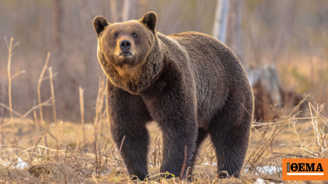 Αρκούδες «καταλαμβάνουν» χωριό στο Κόσοβο, κάτοικοι και σχολείο ζητούν βοήθεια από την αστυνομία