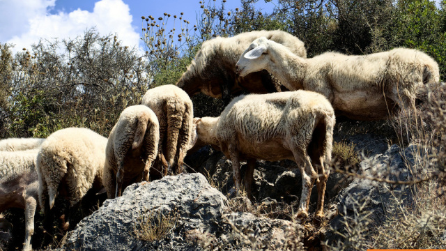 Ενισχύονται οι έλεγχοι και τα μέτρα για την ευλογιά των αιγοπροβάτων Ενισχύονται οι έλεγχοι και τα μέτρα για την ευλογιά των αιγοπροβάτων