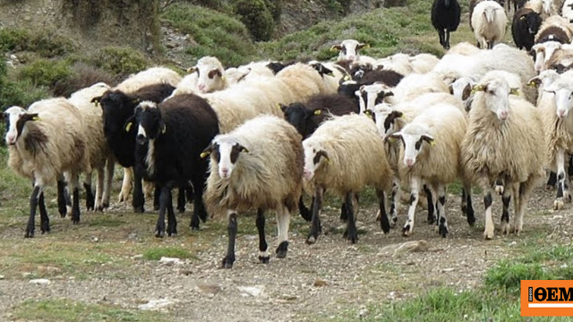 Στη φυλακή πατέρας και γιοι που έκλεψαν τουλάχιστον 850 πρόβατα στο Λασίθι