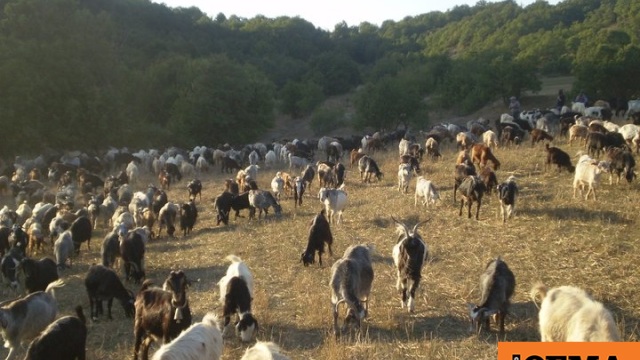 Κρούσμα καταρροϊκού πυρετού σε μονάδα εκτροφής αιγοπροβάτων στη Μεσσηνία