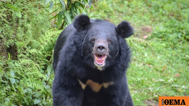 Ρεκόρ θανάτων από αρκούδες φέτος στην Ιαπωνία