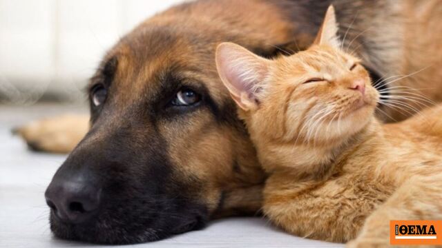 «Αποσκευές» τα ζώα συντροφιάς στα αεροπλάνα για το Δικαστήριο της ΕΕ