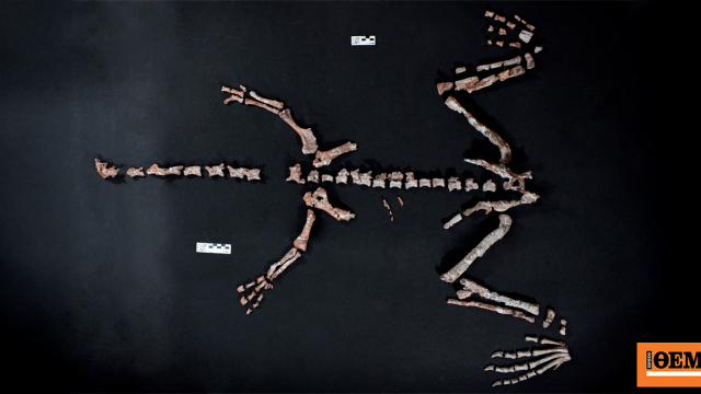 Αργεντινοί επιστήμονες ανακάλυψαν τον σχεδόν πλήρη σκελετό ενός από τα παλαιότερα είδη δεινοσαύρων Αργεντινοί επιστήμονες ανακάλυψαν τον σχεδόν πλήρη σκελετό ενός από τα παλαιότερα είδη δεινοσαύρων