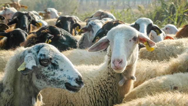 Μετέφερε παράνομα 200 πρόβατα και συνελήφθη στη Ναύπακτο