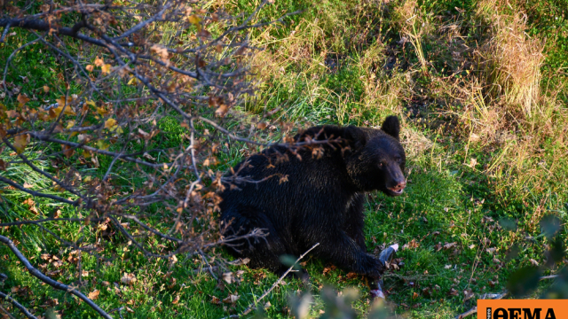 Ανησυχία για τις επιθέσεις αρκούδων στην Ιαπωνία