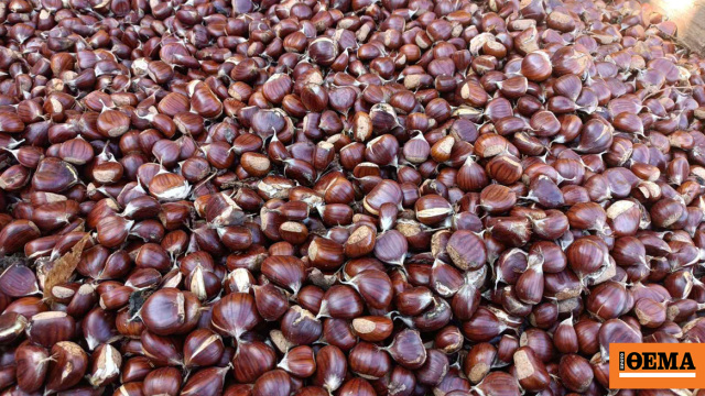 Μελάνωση και ανομβρία σκοτώνουν την παραγωγή καστάνου στο Πήλιο μετά τον Daniel