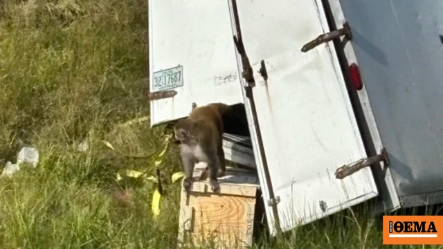Μαϊμούδες δραπέτευσαν από φορτηγό στο Μισισίπι Μαϊμούδες δραπέτευσαν από φορτηγό στο Μισισίπι