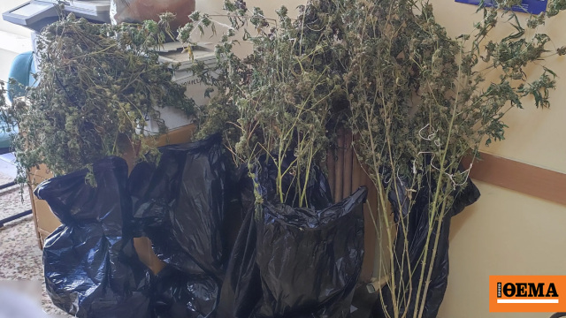 Πειραιάς: Εντοπίστηκε πλήρως εξοπλισμένο εργαστήριο κάνναβης