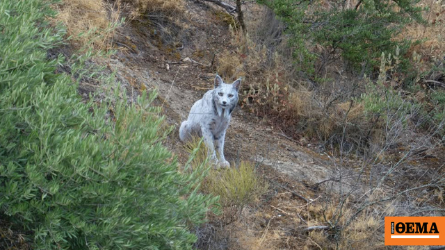 Ένα «μυθικό» αιλουροειδές φωτογραφήθηκε για πρώτη φορά στην Ισπανία Ένα «μυθικό» αιλουροειδές φωτογραφήθηκε για πρώτη φορά στην Ισπανία