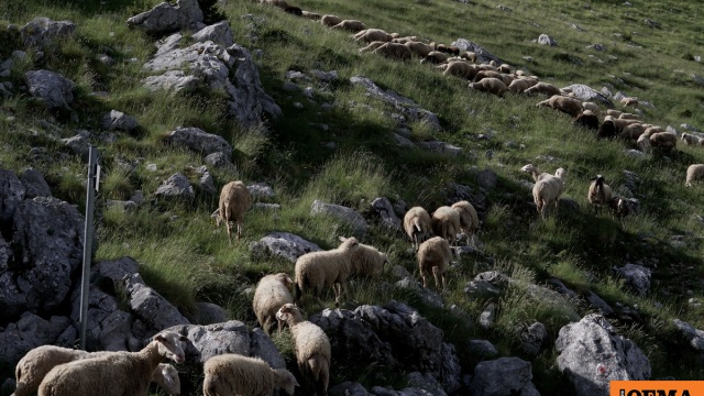 Οκτώ συλλήψεις για παραβίαση των μέτρων για την ευλογιά των αιγοπροβάτων