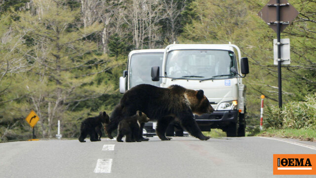 Ιαπωνία: Στρατιώτες βγήκαν στο δρόμο για να αντιμετωπίσουν τις αρκούδες