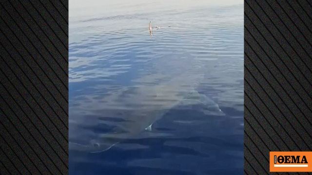 Λευκός καρχαρίας εθεάθη στην Κάρπαθο