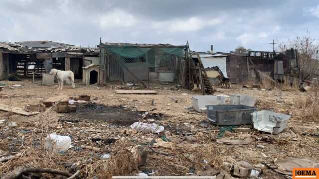 «Κολαστήριο» για ζώα στα παλιά σφαγεία Νέας Αλικαρνασσού, σε άθλια κατάσταση σκύλοι, άλογα και πρόβατα