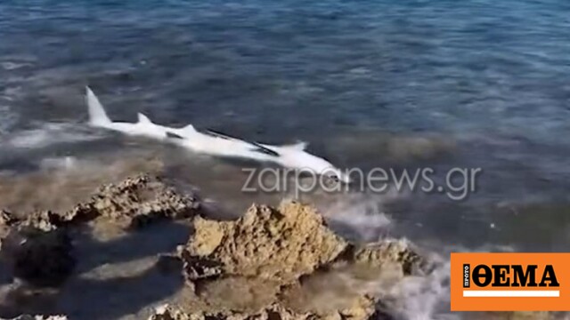Καρχαριοειδές ξεβράστηκε στην παραλία του Σταυρού στα Χανιά