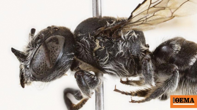 Ανακαλύφθηκε νέο είδος μέλισσας και ονομάστηκε «Λούσιφερ» λόγω των μικρών κεράτων της