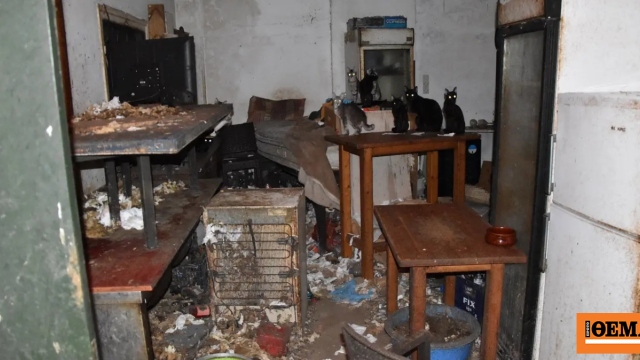 Τρία χρόνια στη φυλακή και πρόστιμο 3.000 ευρώ στον 63χρονο που βασάνιζε γάτες στη Δονούσα