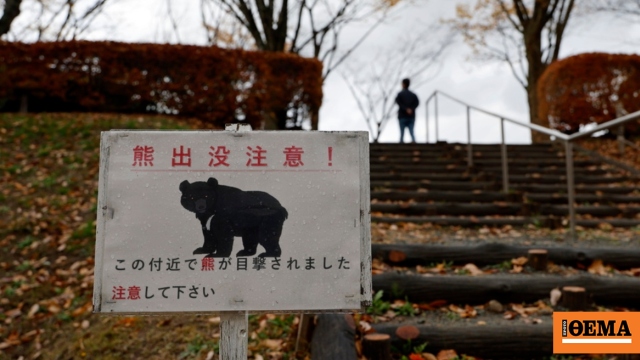 Οι αστυνομικοί έχουν πλέον άδεια να πυροβολούν αρκούδες μετά τις επιθέσεις ρεκόρ φέτος
