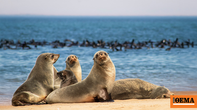 Ο πληθυσμός τους στην Ανταρκτική αποδεκατίστηκε από τη γρίπη των πτηνών