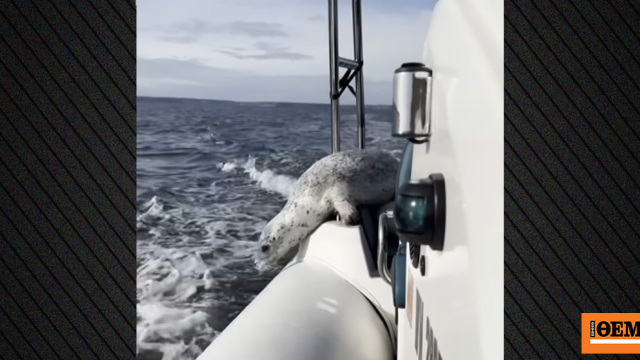 Φώκια ξεφεύγει από τις όρκες πηδώντας στο σκάφος φωτογράφου, δείτε βίντεο