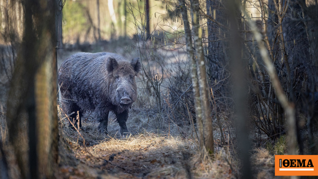 Kάτοικοι έπεσαν πάνω σε οπλισμένους κυνηγούς μέσα στο δάσος