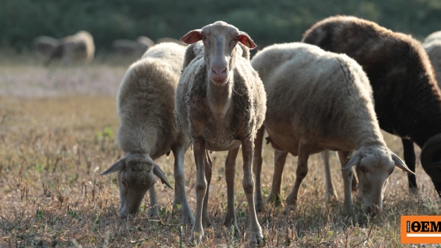Νέο μοντέλο διαχείρισης στην ευλογιά των αιγοπροβάτων – Διαφάνεια και αυστηροί έλεγχοι στα βιολογικά
