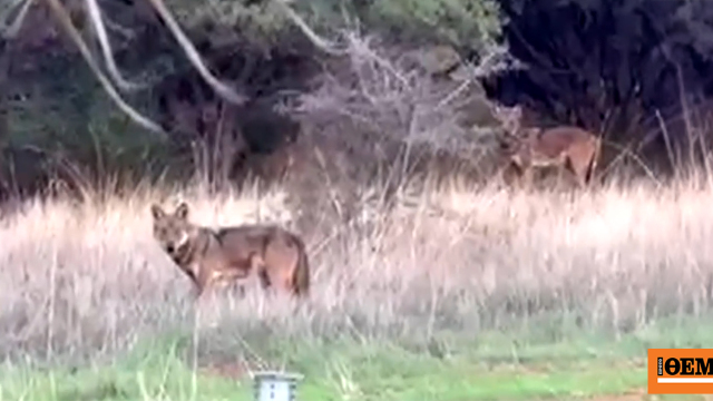 Εμφανίστηκαν δύο λύκοι κοντά σε σπίτια στη Θέρμη