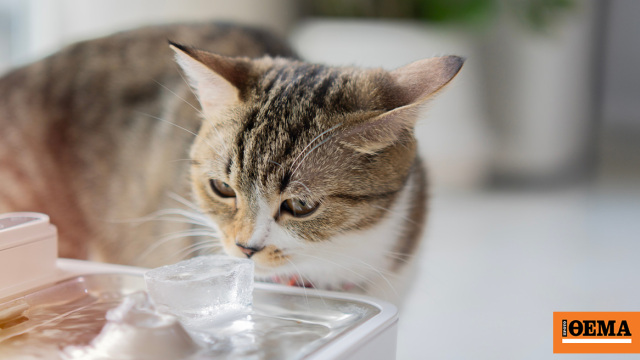 Αναστάτωση για πλαστικά μπουκάλια που γίνονται «παγίδες θανάτου» για γάτες