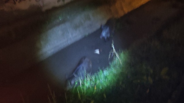 Αγριογούρουνα έκαναν τη… βόλτα τους σε περιοχή της Θεσσαλονίκης