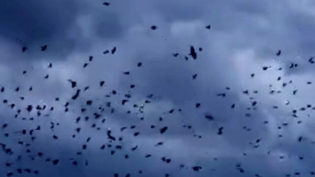 Το φαινόμενο του «μουρμουρητού» στα Τρίκαλα, σμήνη πουλιών «χορεύουν» στον ουρανό