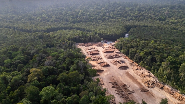 Τέσσερις γαλλικές τράπεζες κατηγορούνται από ΜΚΟ ότι χρηματοδοτούν την αποψίλωση του Αμαζονίου